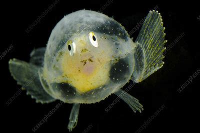 Pancake Batfish (Halieutichthys aculeatus) – Complete Care Guide.